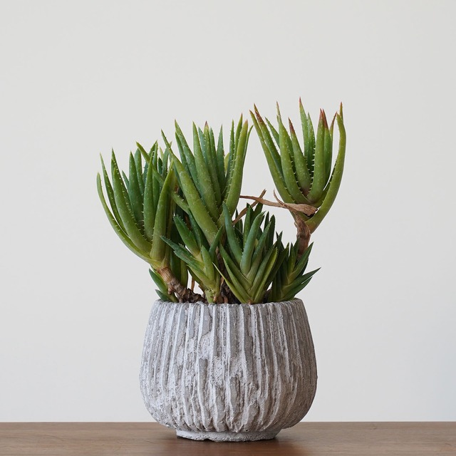 アロエ 群生株 Ayanas アヤナス 観葉植物のセレクトショップ 通販 アロエ 群生株 Ayanas アヤナス 観葉植物のセレクトショップ 通販