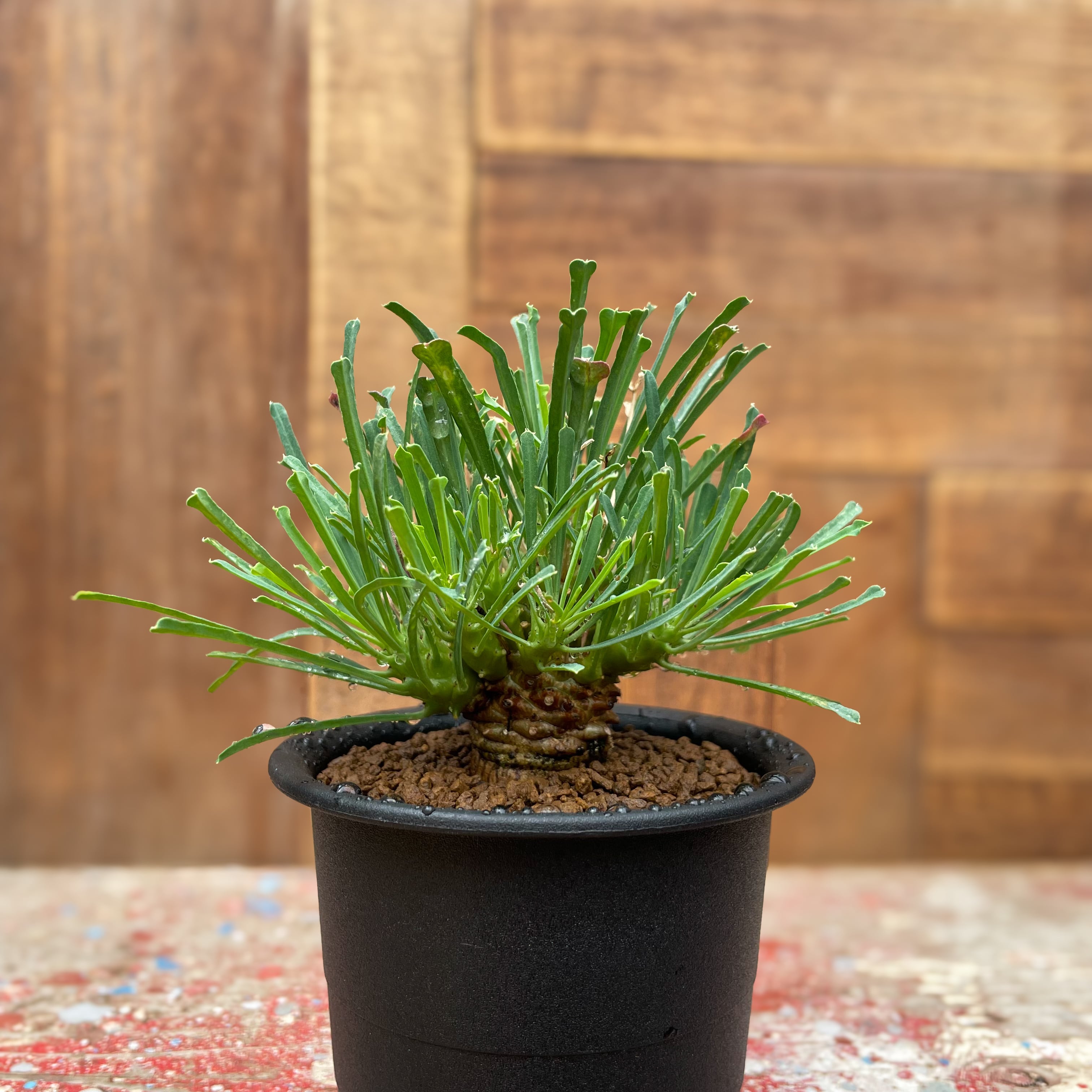 Euphorbia multifolia【ユーフォルビア・ムルチフォリア】 | RIMO