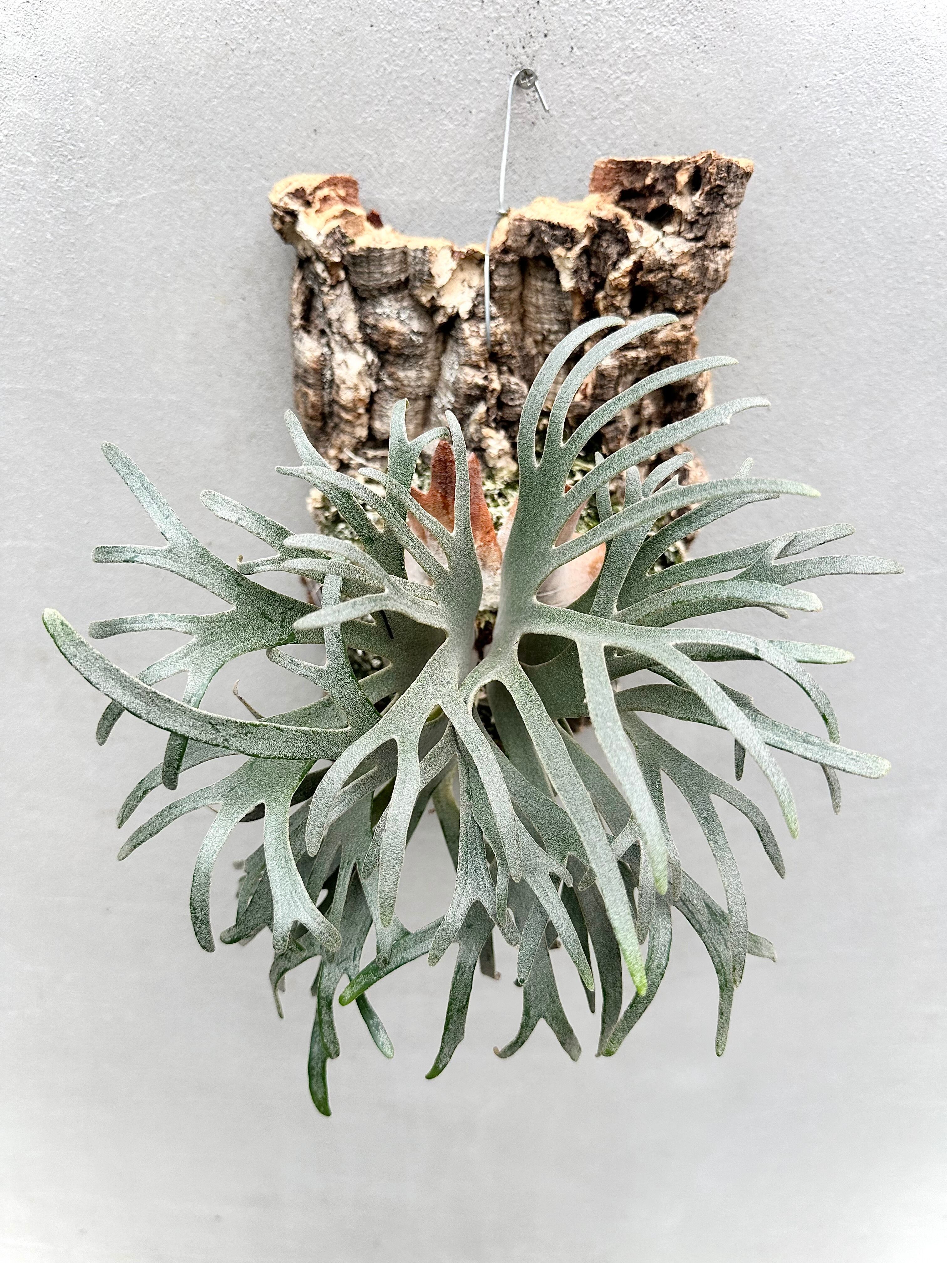 P.willinckii jade girl spore ジェイドガール 現品】ビカクシダ