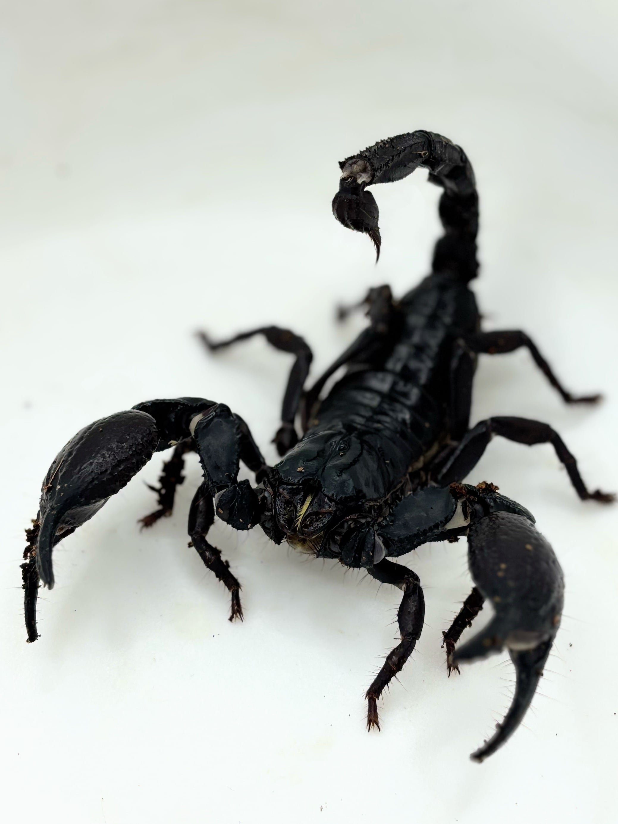 ダイオウサソリ Pandinus imperator CB 1匹 | まるころ商店〜まるくて