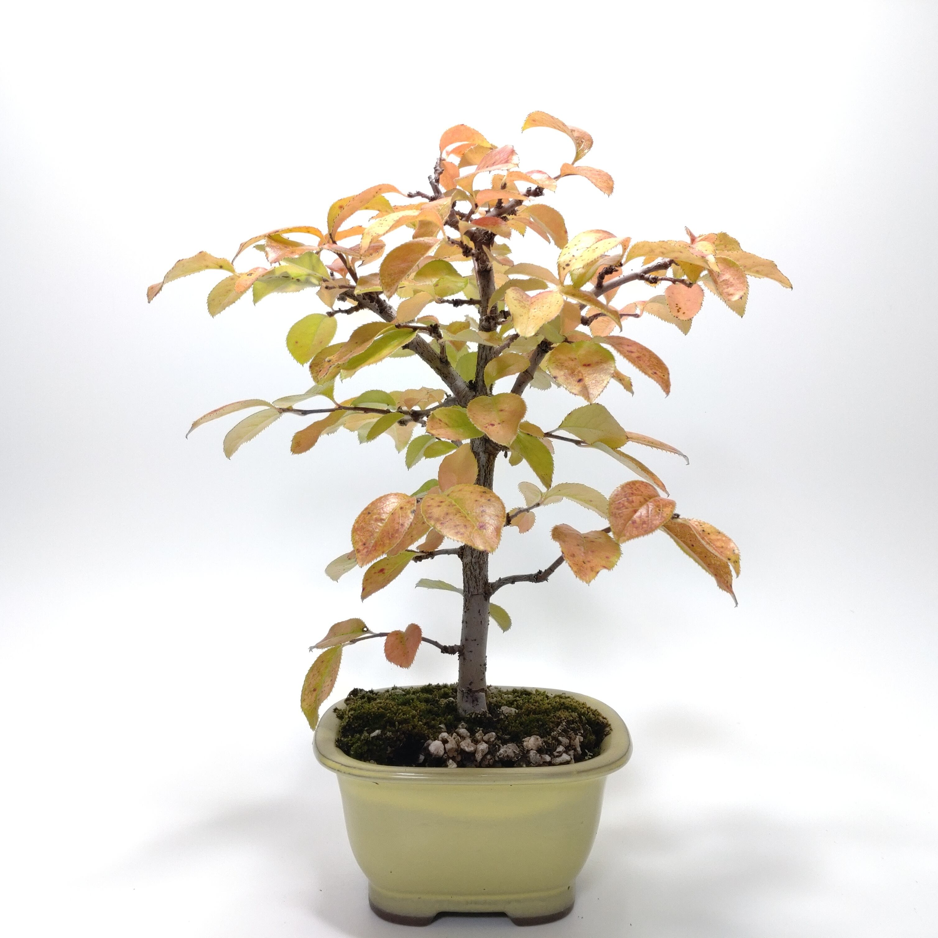 椹（サワラ）盆栽 SS007 | 盆栽創【Bonsaisou】