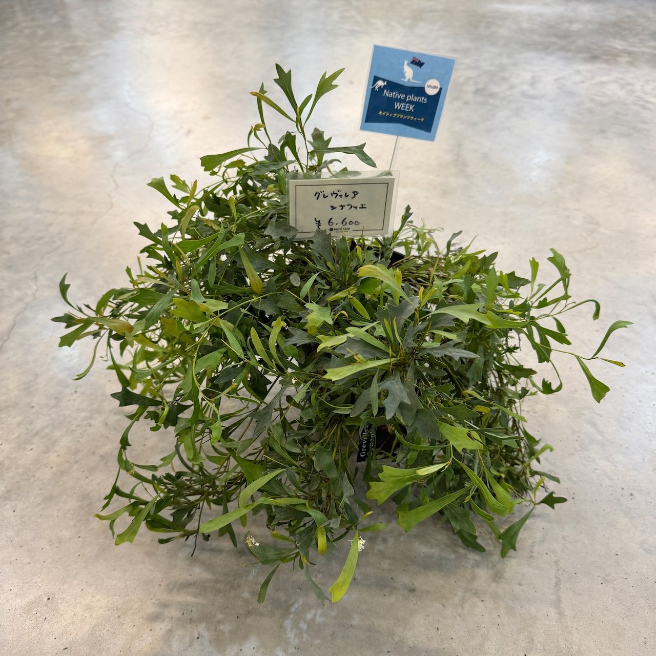 グレビレア シナフィエ【175】