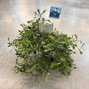 グレビレア シナフィエ【175】