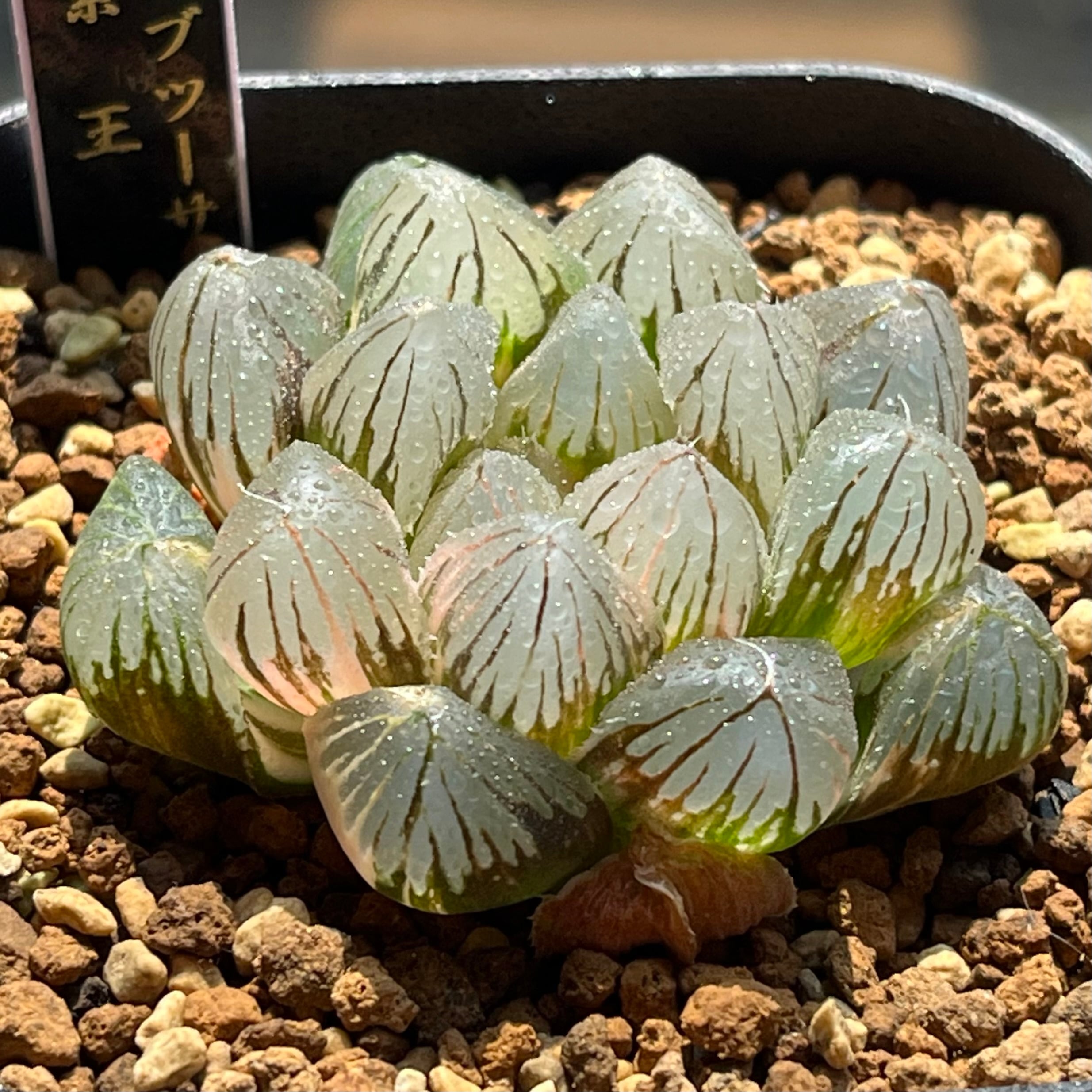 ハオルチア 巨大紫窓 大紫水晶オブツーサ錦① | mocono_plants