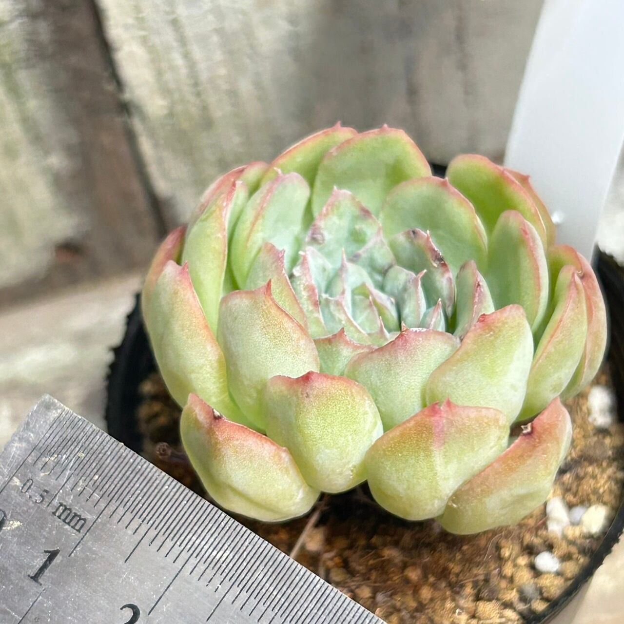 花月夜 | RuPo 多肉植物専門店