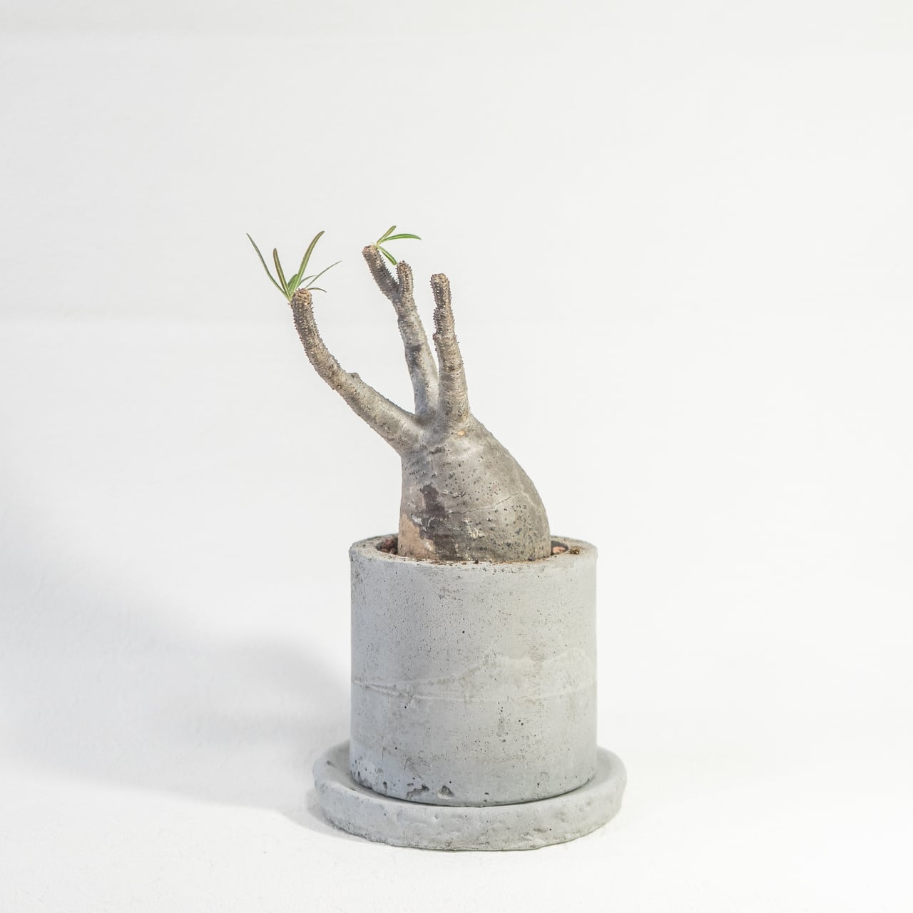 パキポディウム・グラキリス コンパクトな20cm胴の可愛らしい発根株【モルタル鉢】