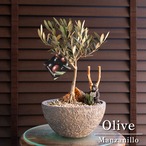 創樹 Olive オリーブの木 寄せ植え 7号 陶器鉢 SOUJU Manzanillo マンザニロ オリーブ 0318GY