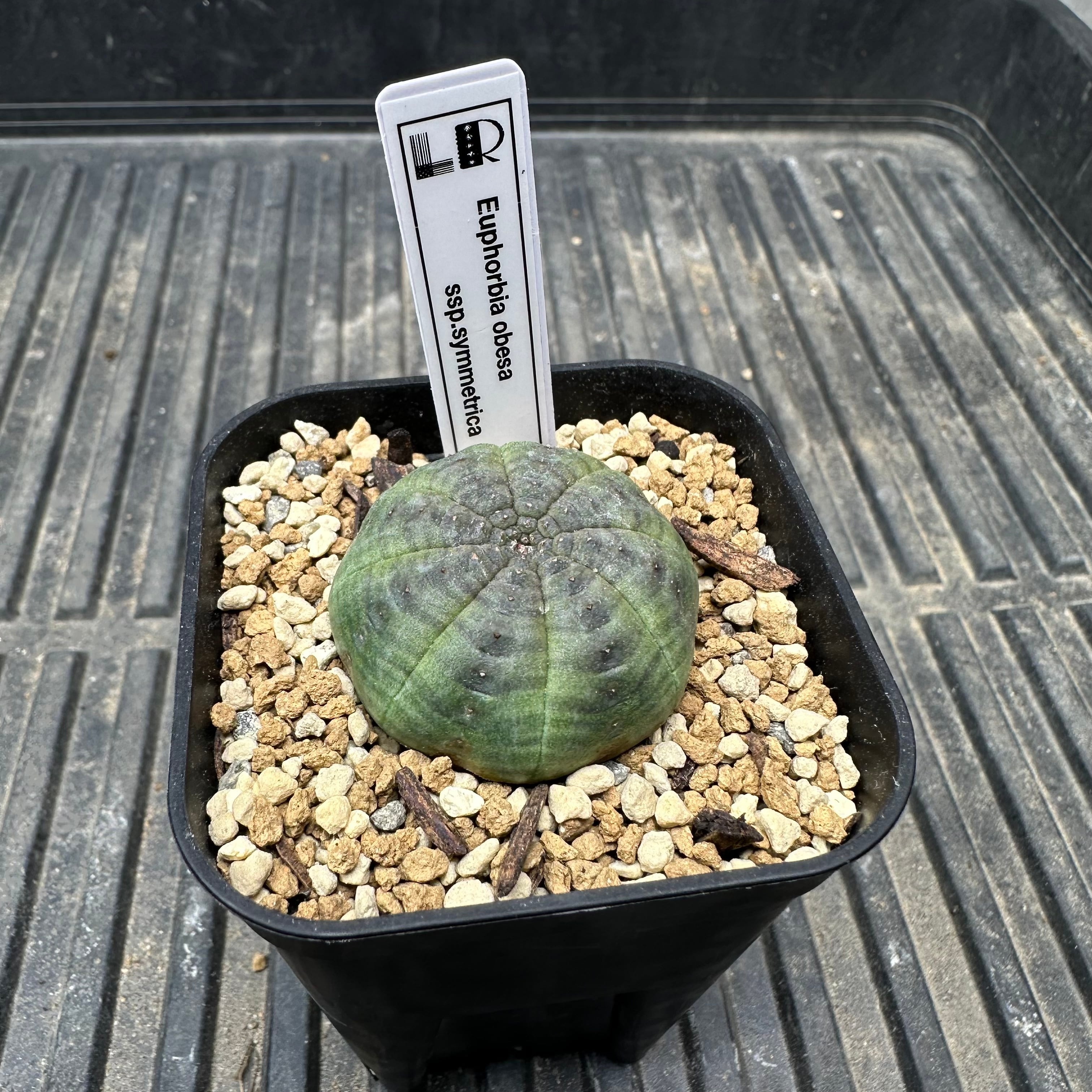 Obesa | Libaran_Plants〜ユーフォルビア オベサ 専門店オンラインスト〜