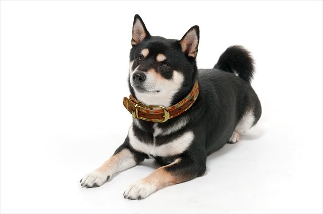 京都西陣織犬の首輪本革(首周り40~50cm, 武田菱 朱) 京都西陣織犬の首輪本革(首周り40~50cm, 武田菱 朱)