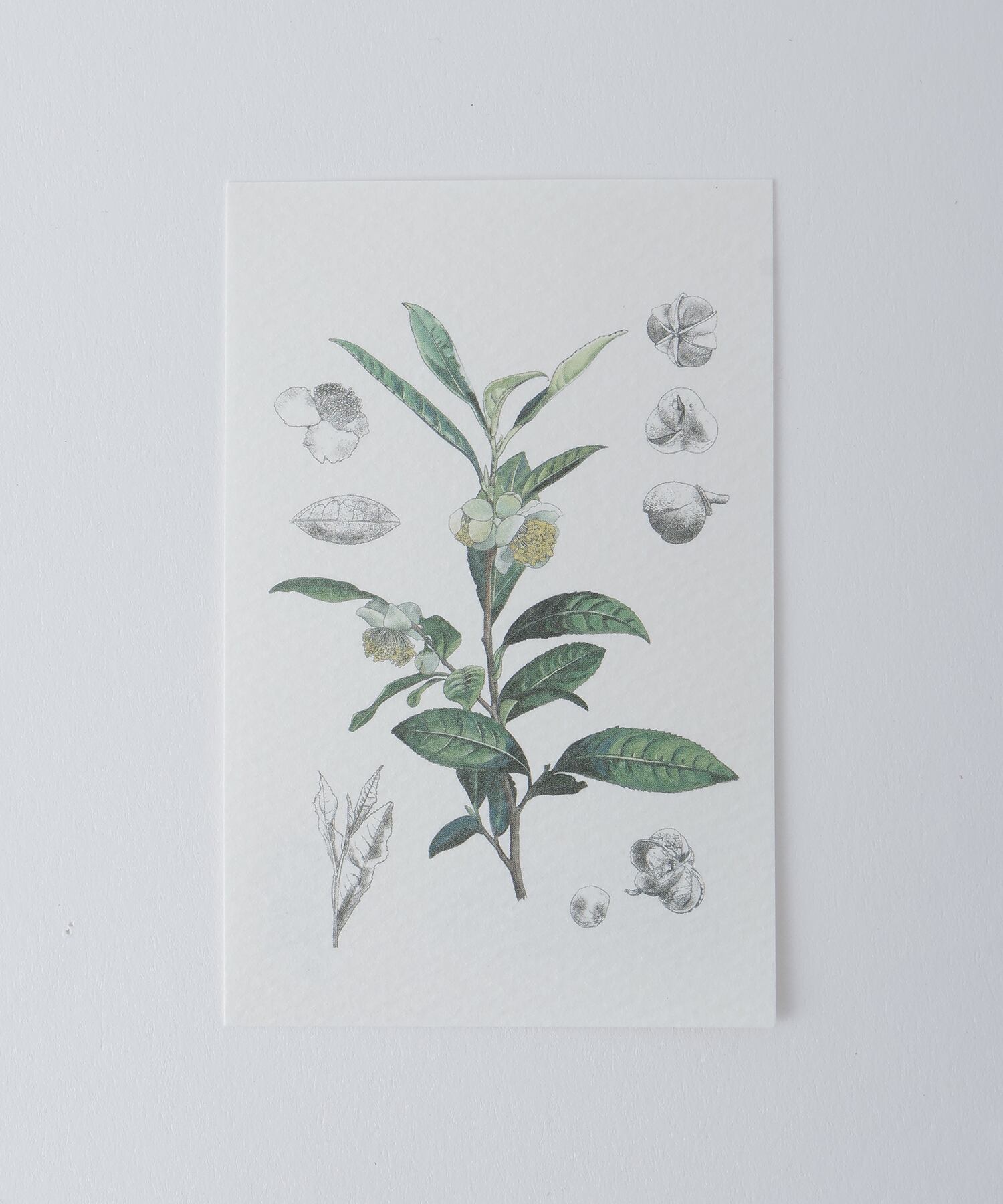 〈EN TEA〉1.整う茶 series