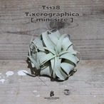 【送料無料】キセログラフィカ mini〔エアプランツ〕現品発送T1128