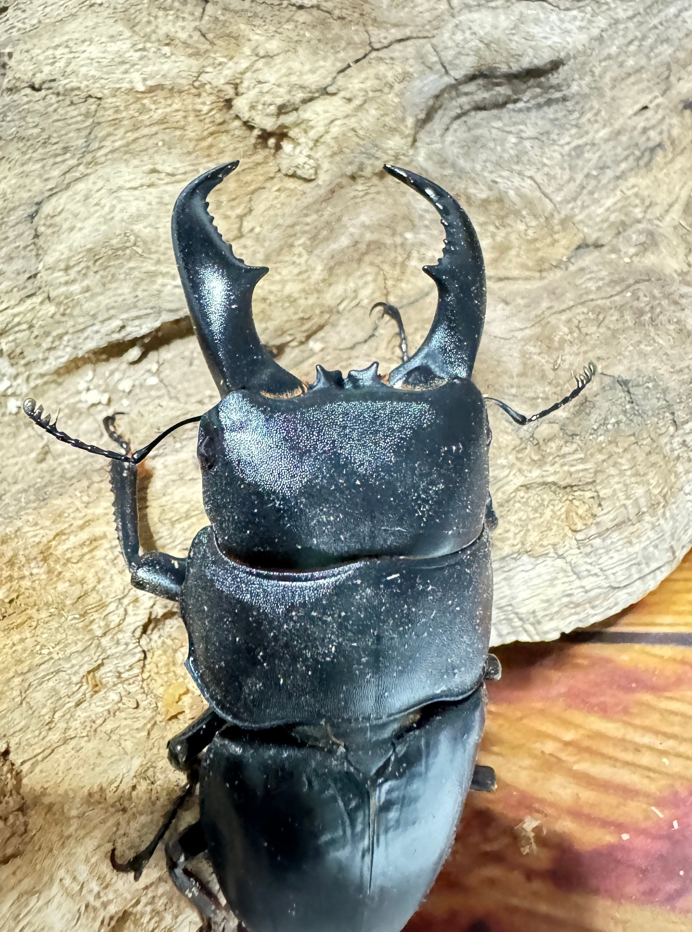 オオクワガタ ♂♀ペア 福島県産