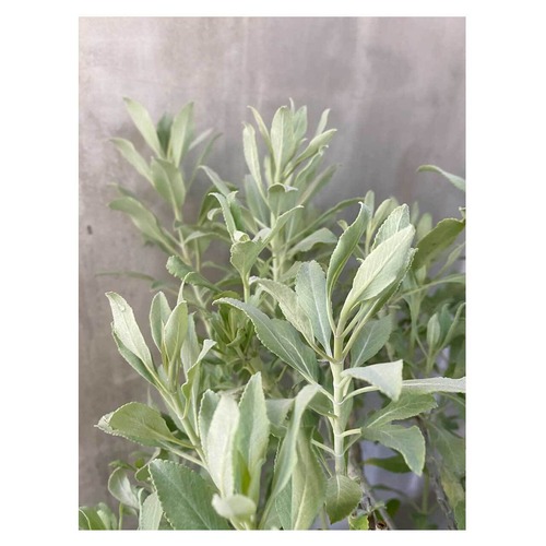 White sage