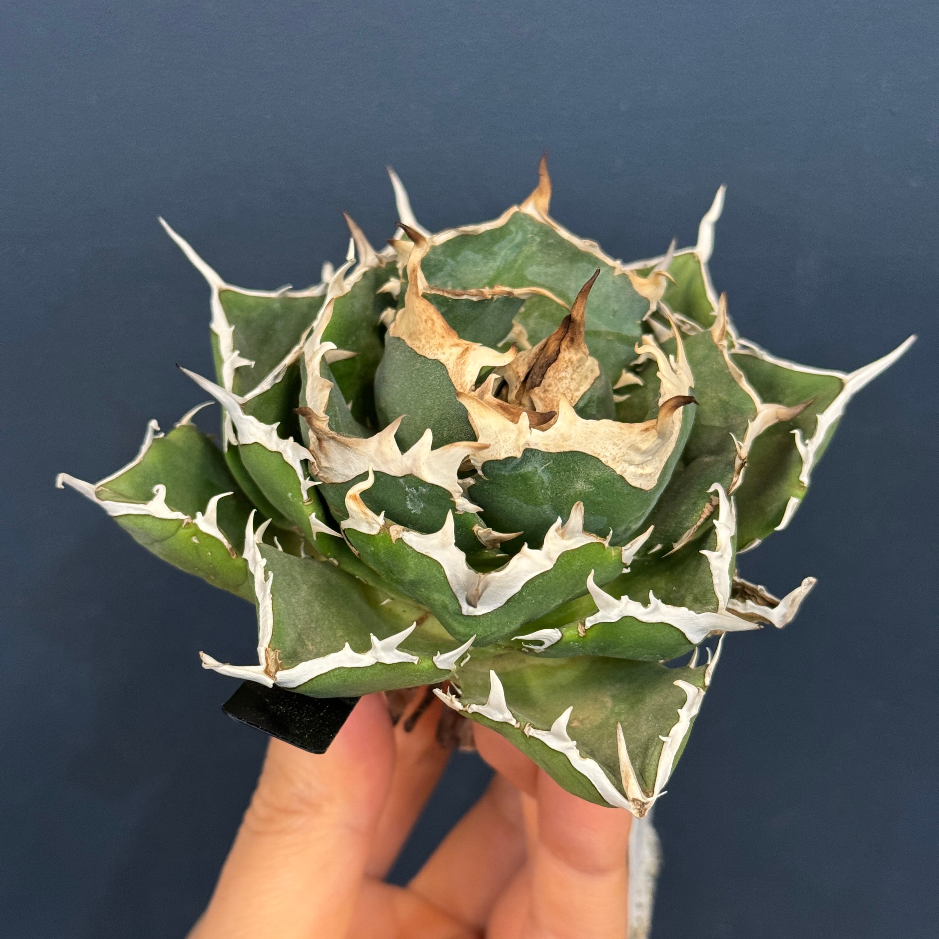 アガベ チタノタ ノヴァ【189】 | PROTOLEAF プロトリーフ