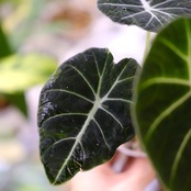 【斑入り】アロカシア ブラックベルベット③ / Alocasia reginula 'Variegated'
