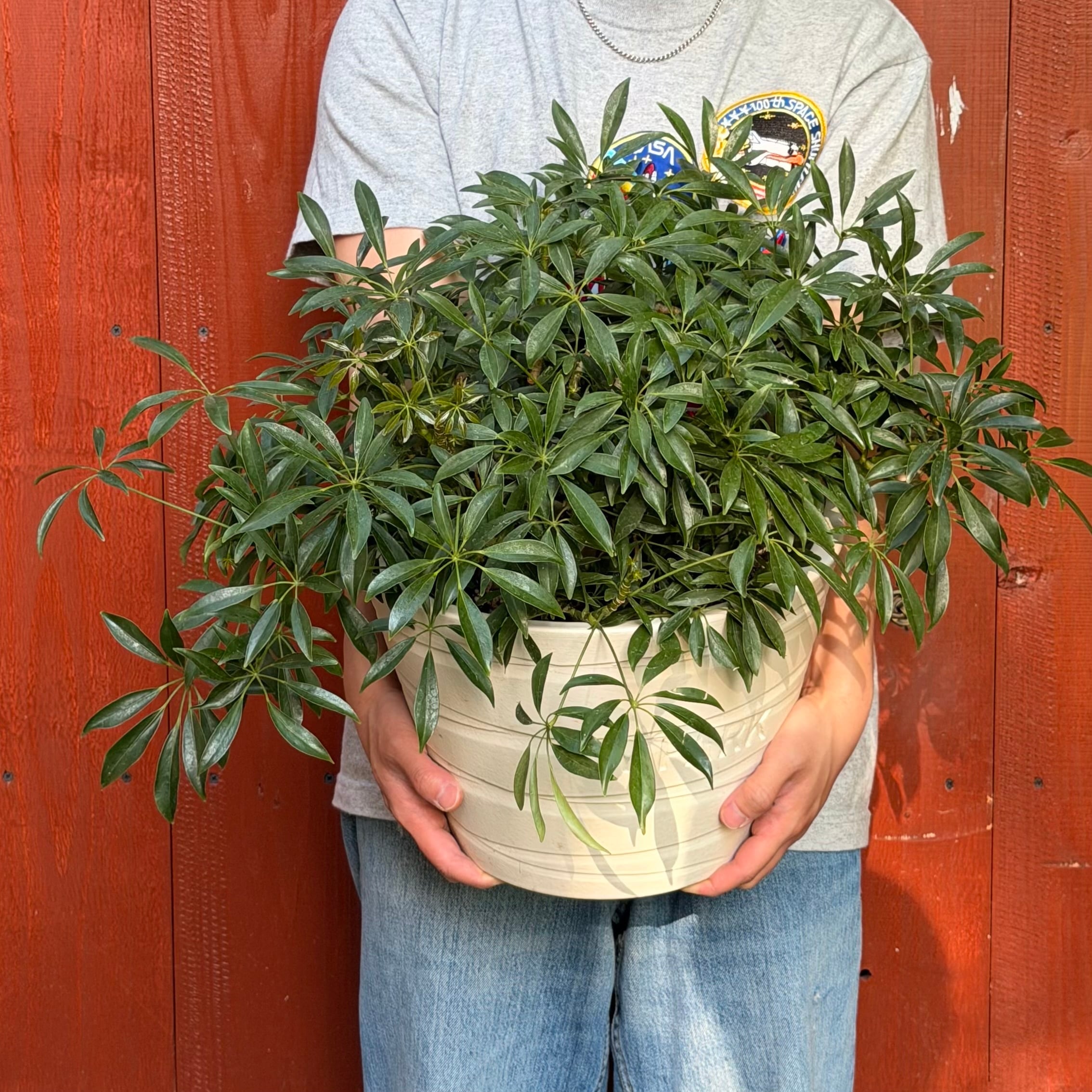 全ての植物 | V.PARK