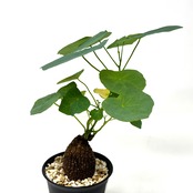 ステファニア スベローサ【25】