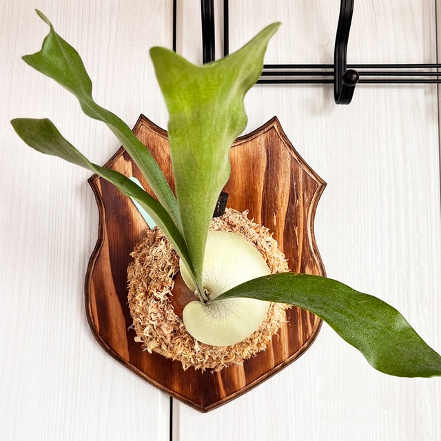 ビカクシダ ネザーランド 板付 【観葉植物 室内 コウモリラン】