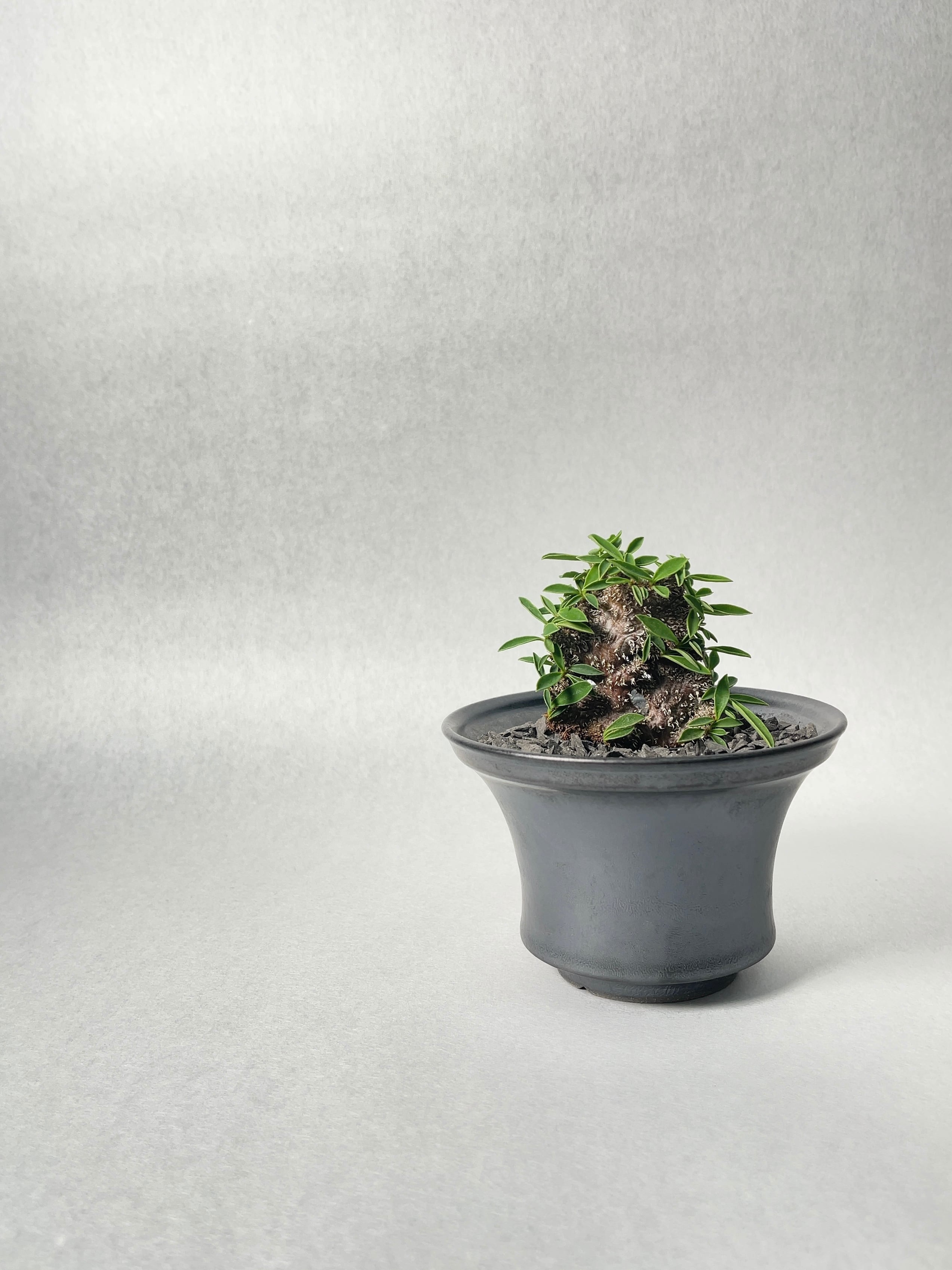 ユーフォルビア・ディディエレオイデス×ミリー綴化 | trigger