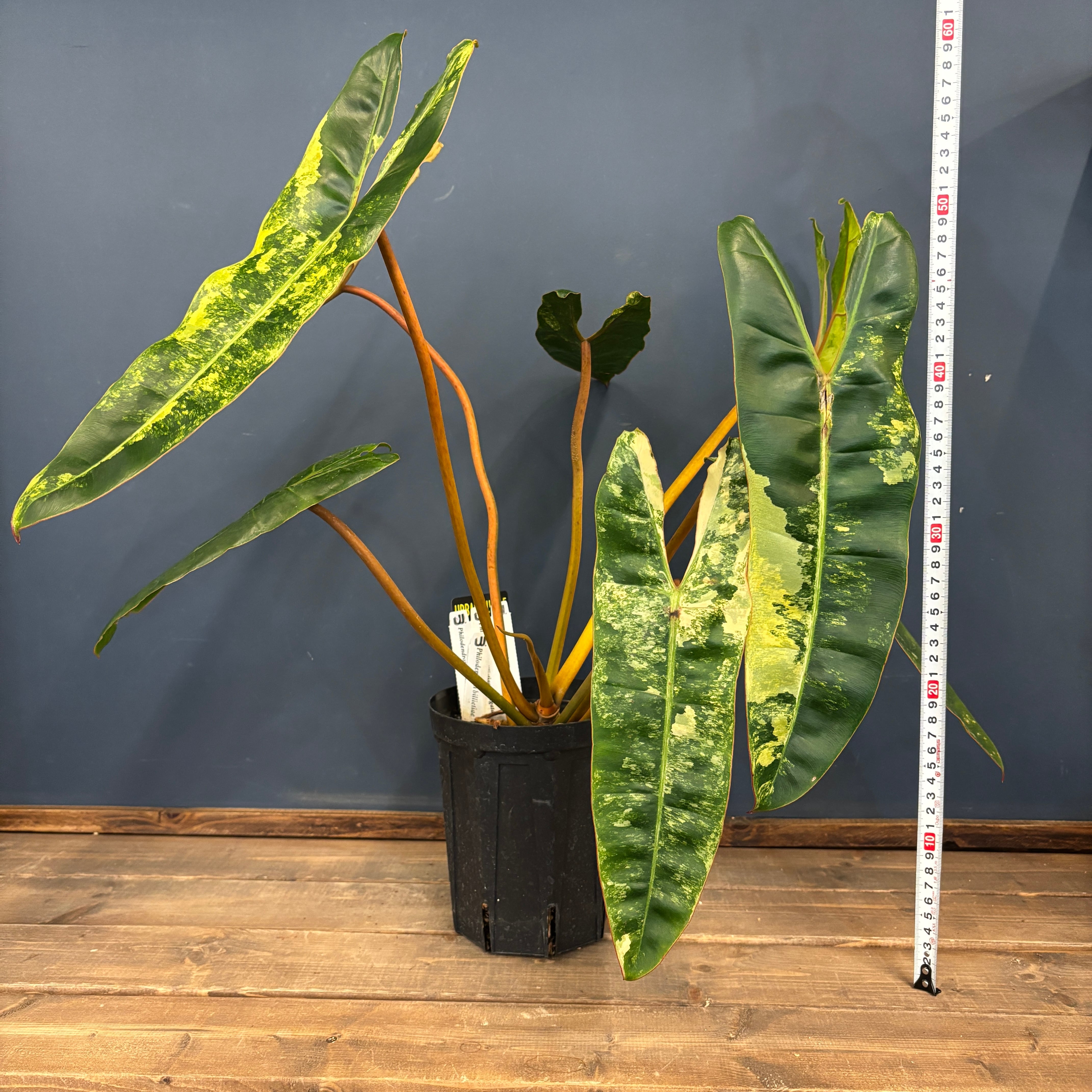 クリアランス】フィロデンドロン ビレッティアエ 斑入り【169