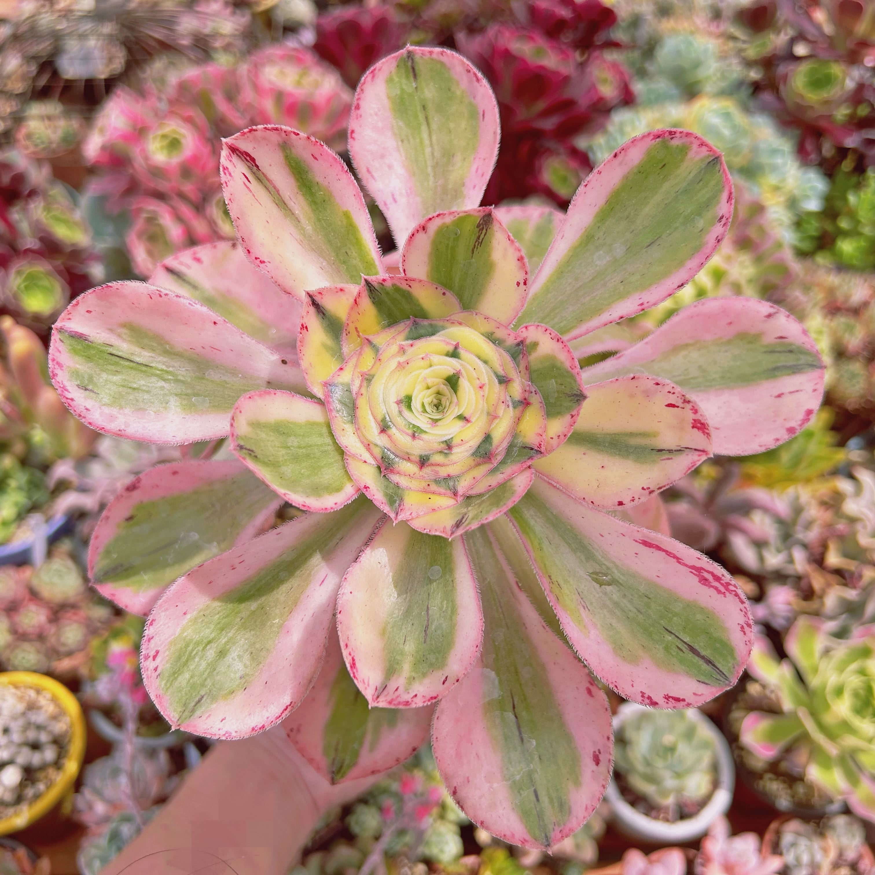 #2197現物　多肉植物　Aeonium  燕姿錦　特大　抜き苗