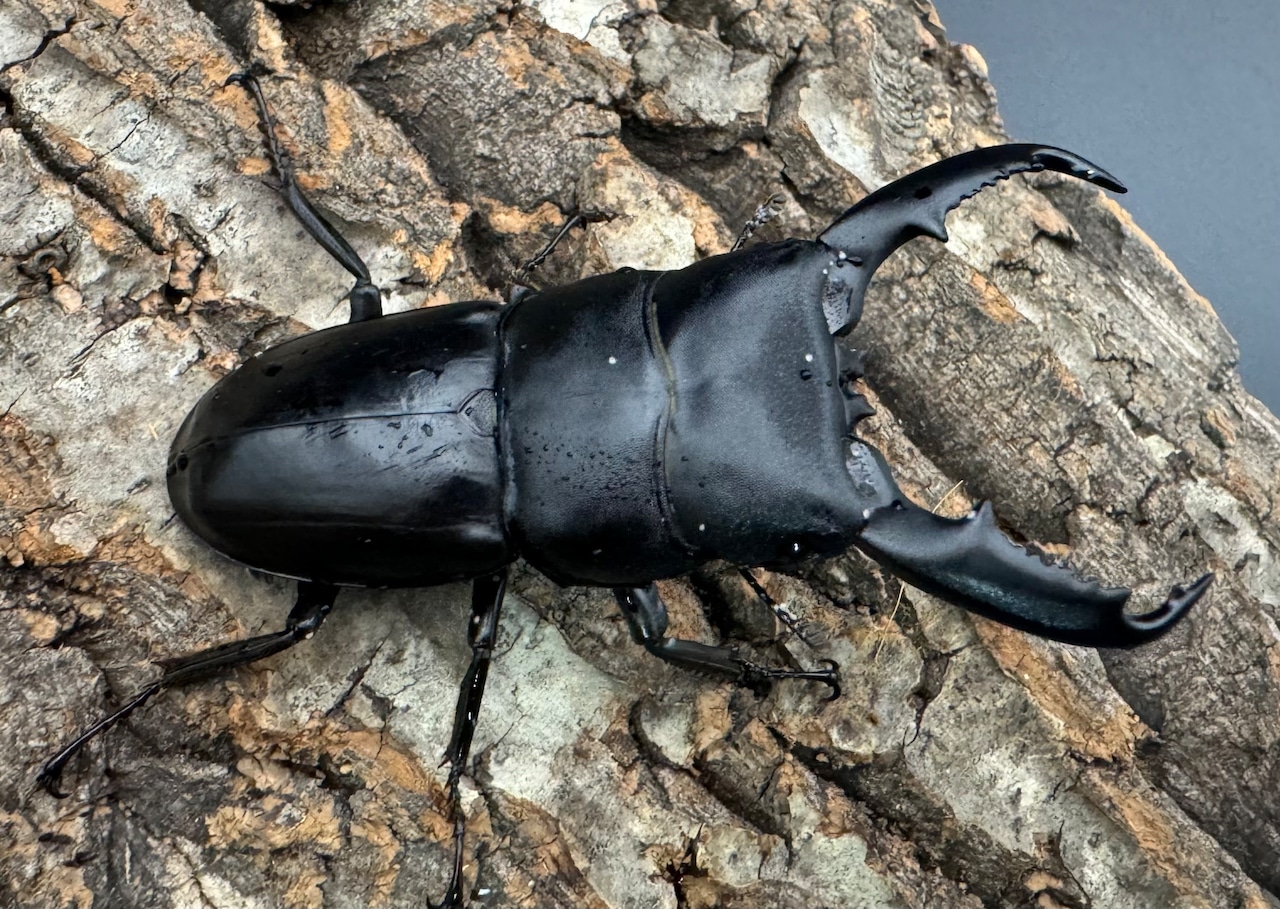 【WD】《ミンダナオヒラタクワガタ 74.5mm ペア》