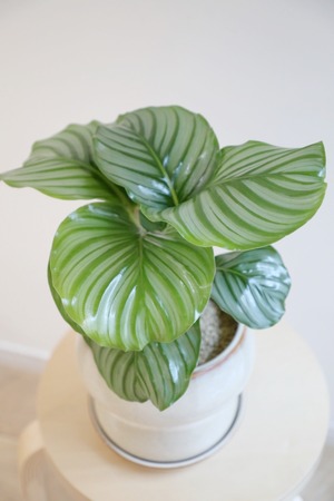 【M】カラテア オルビフォリア/Calathea