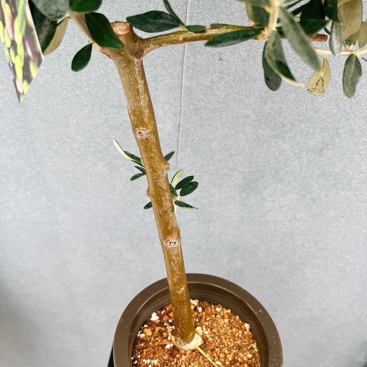 現品］93番 創樹 オリーブ ルッカ 6号 観葉植物 大型 屋外 オリーブの