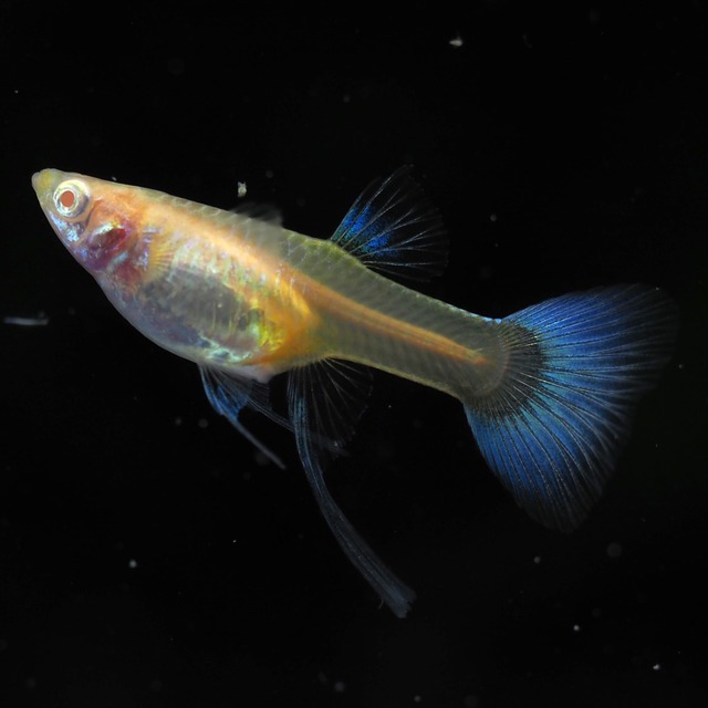 RREAラズリーネオンタキシードリボン　若魚1カルテット＋おまけ1ペア