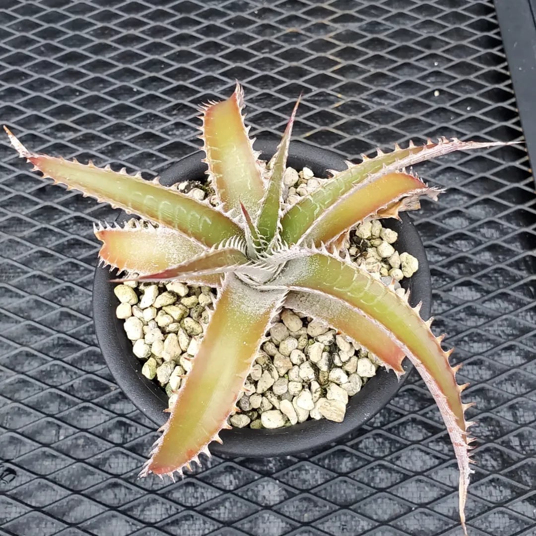 F00410_Dyckia 'Battle Axe'：ディッキア・バトルアクス（子株