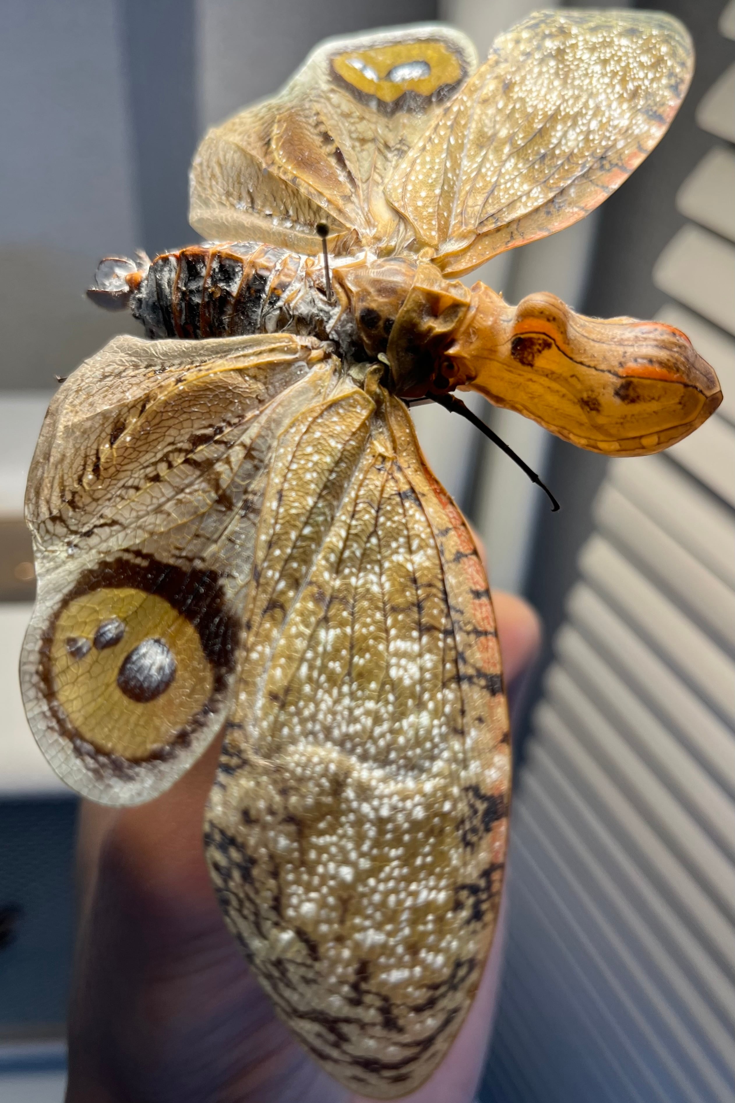 【伝説ノ蝉】フウセンゼミ ハラブトゼミ Cystosoma 昆虫標本 伝説ノ蝉】フウセンゼミ ハラブトゼミ Cystosoma saundersii 昆虫標本