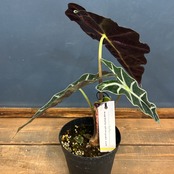 アロカシア アマゾニカ【139】