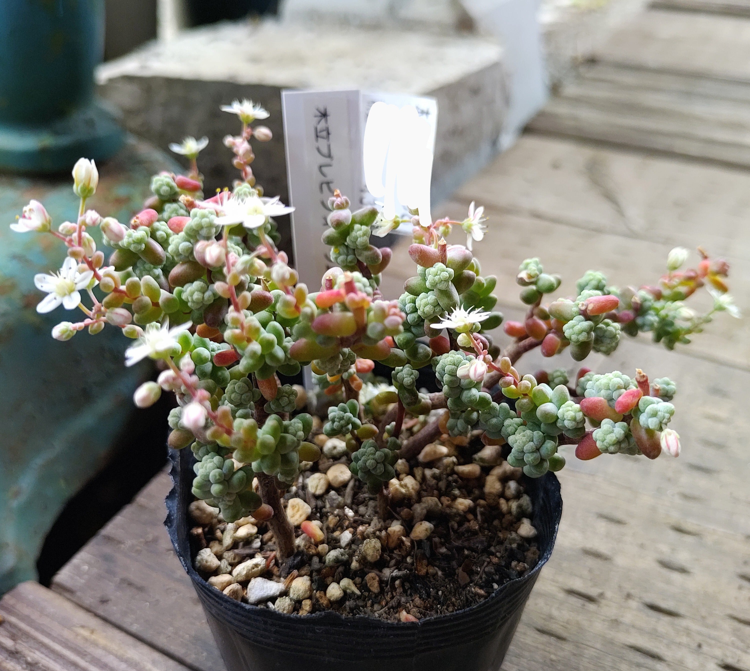 木立ブレビフォリウム | RuPo 多肉植物専門店