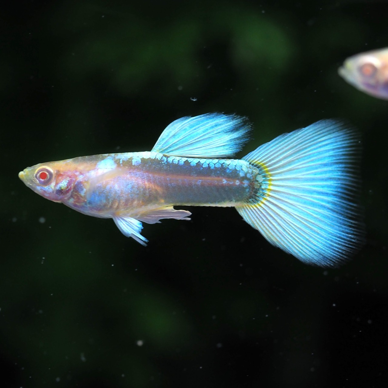 【セール】RREAドイツイエロータキシード　若魚2ペア