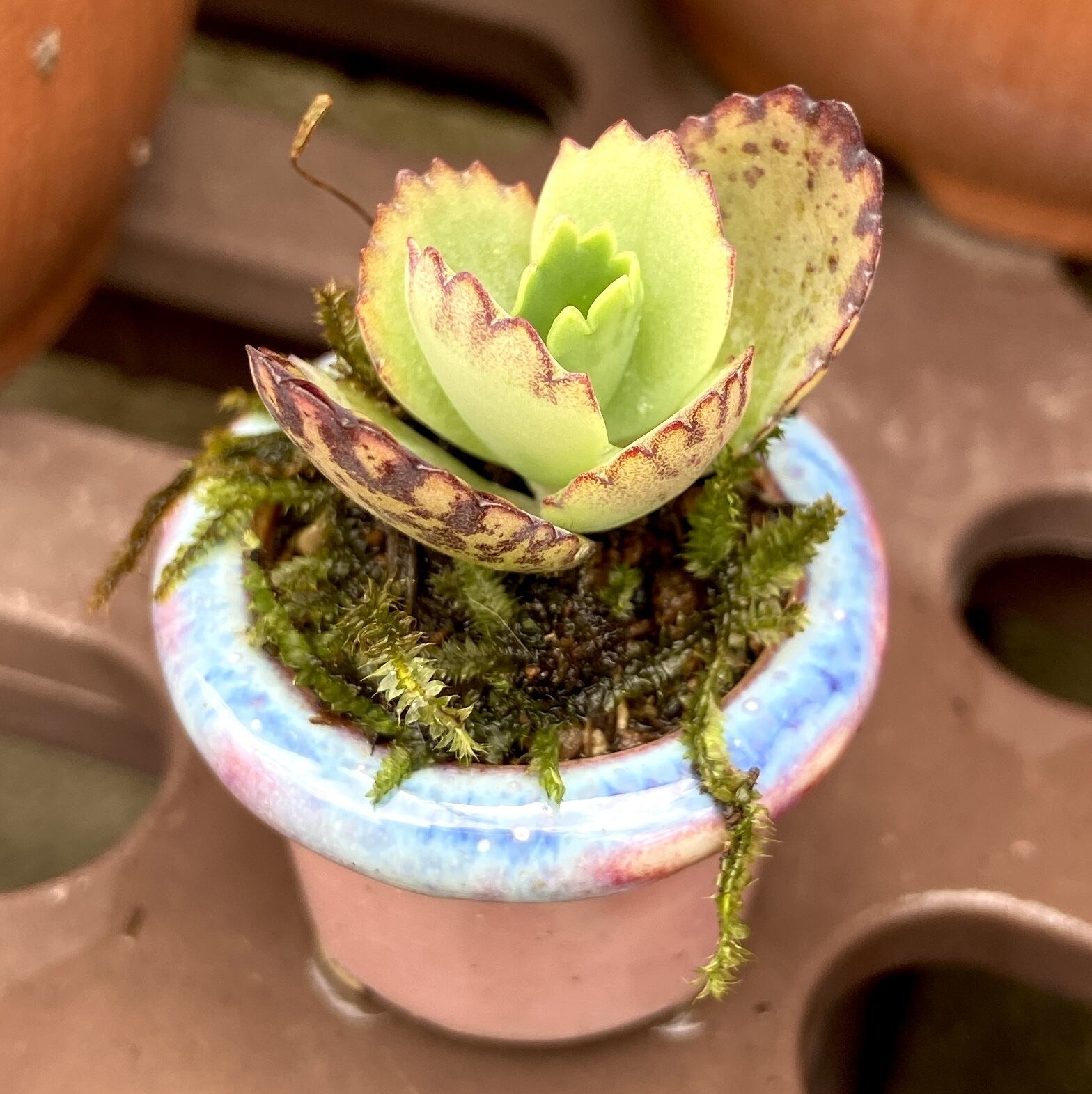 陶器鉢5点セット　新品未使用 お得アソート 陶器製植木鉢 5点セット】 豆盆栽やコケ盆栽などに！ 苔