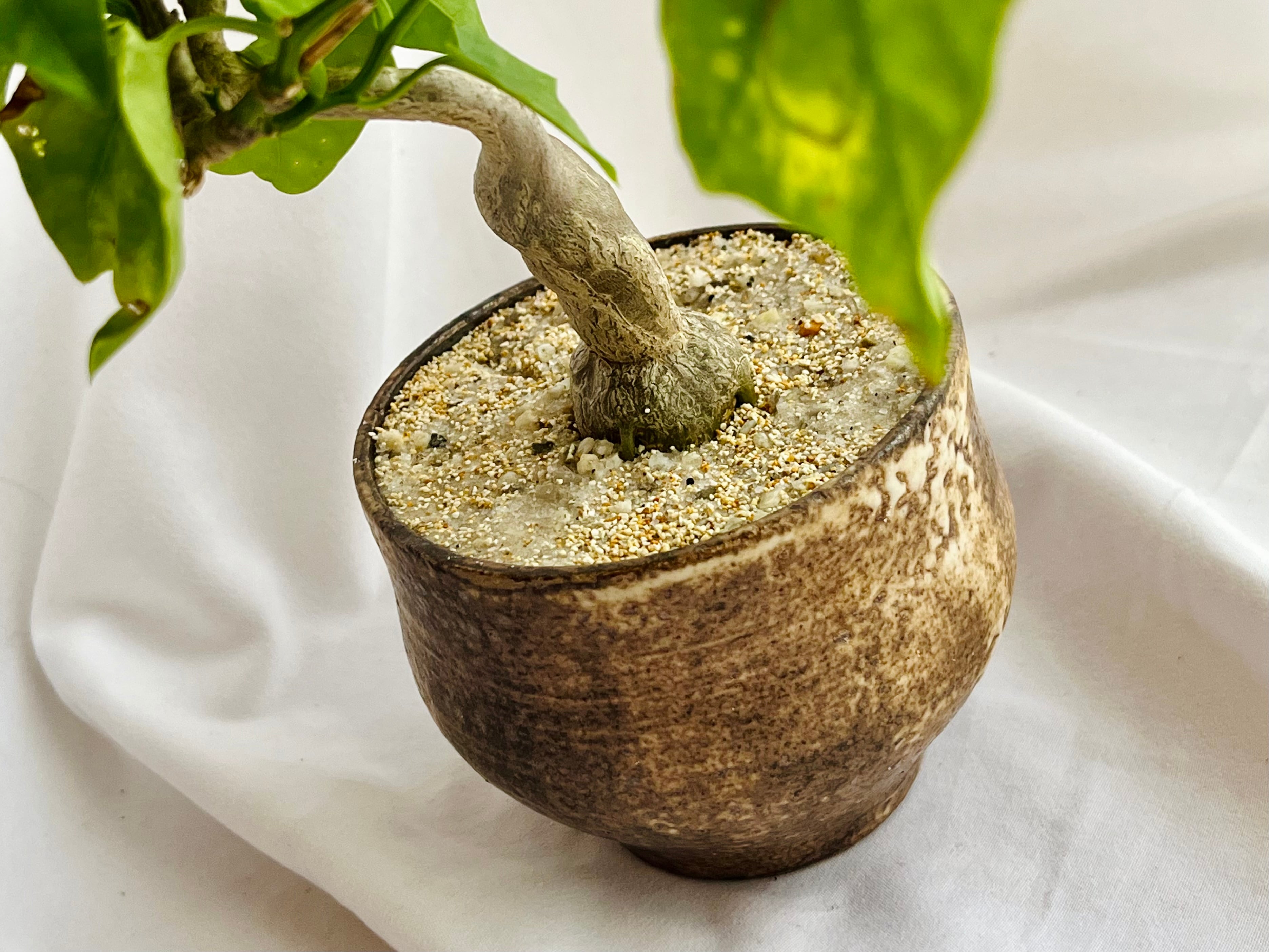 Gerrardanthus Macrorhizus ゲラルダンサス マクロリザス 多肉植物 Gerrardanthus Macrorhizus ゲラルダンサス マクロリザス 多肉植物