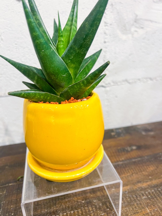 【pineapple】サンセベリア