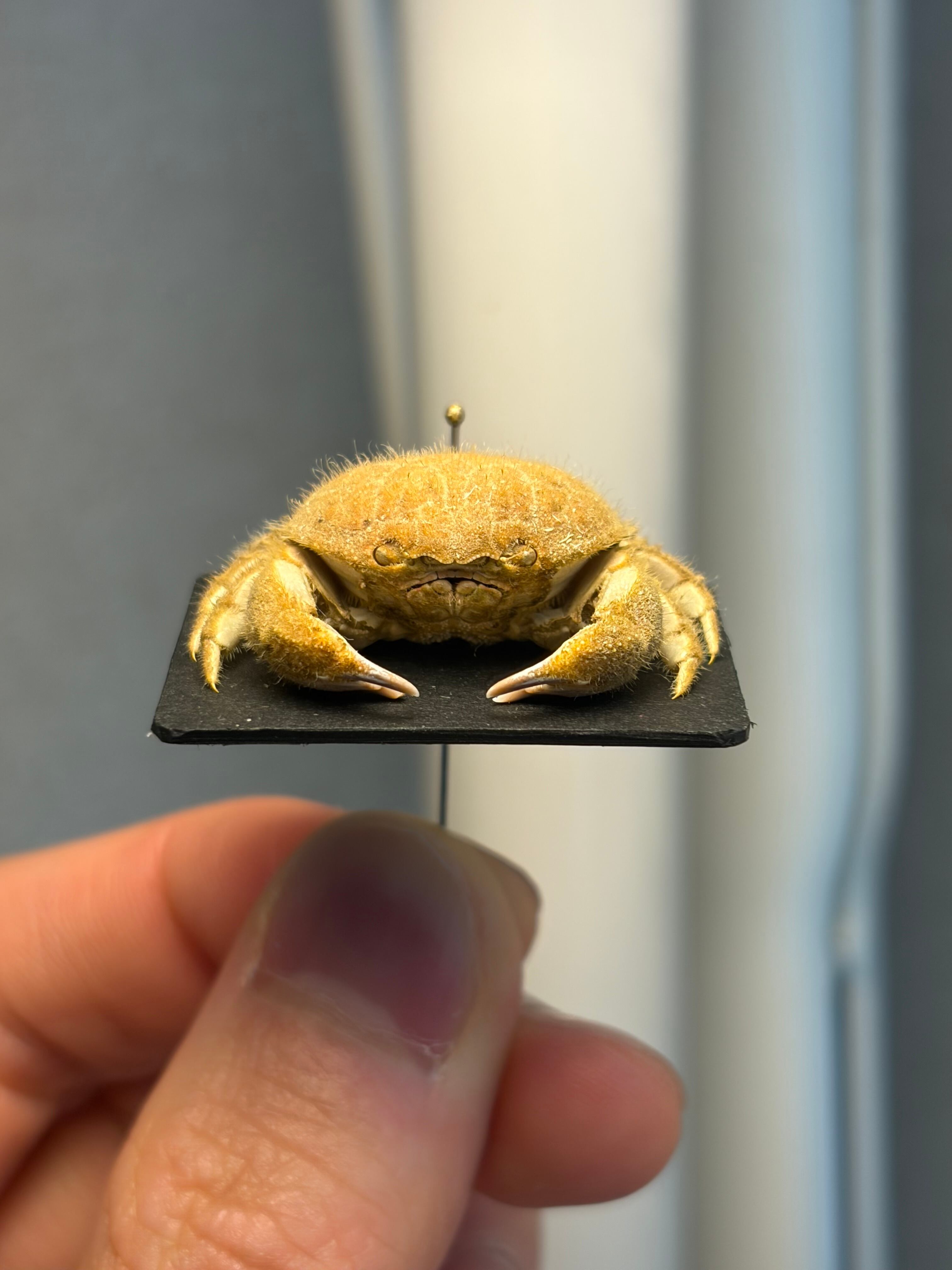 蟹標本】マルタマオウギガニの乾燥標本Calvactaea tumida エビ シャコ