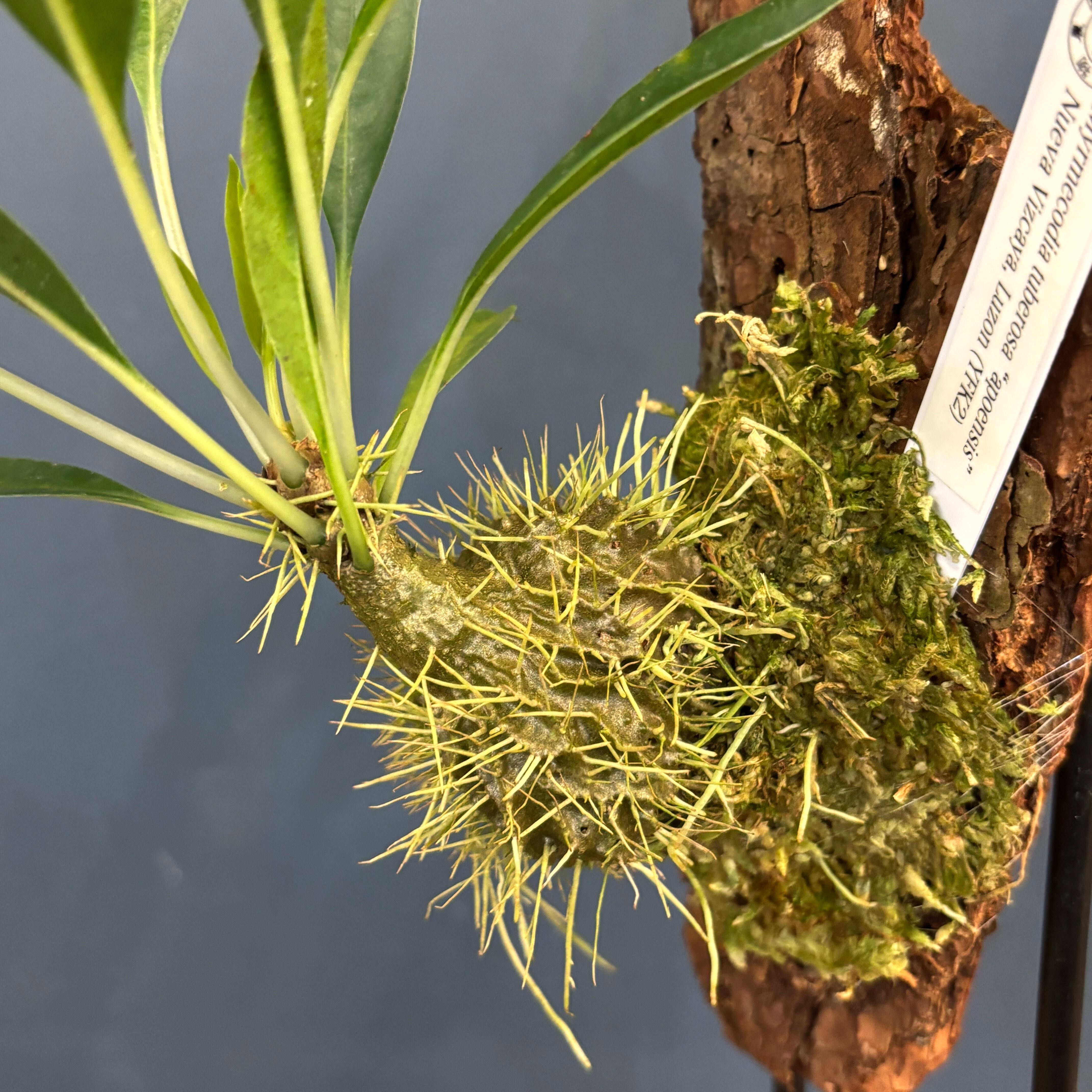 Myrmecodia tuberosa 
