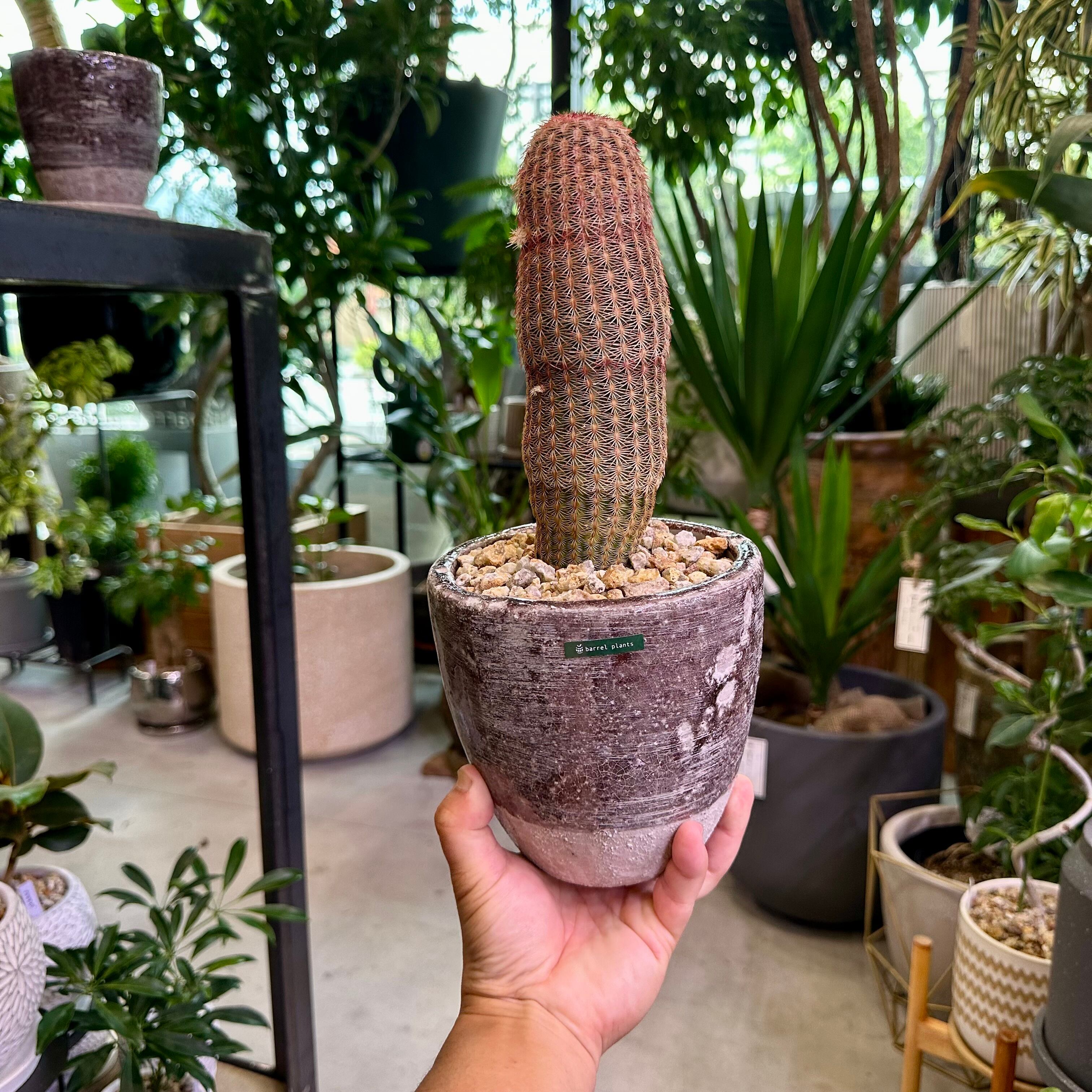 エキノセレウスサボテン・紫太陽 | barrelplants_BONSAI