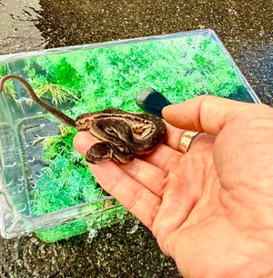 ジャワヤスリヘビ