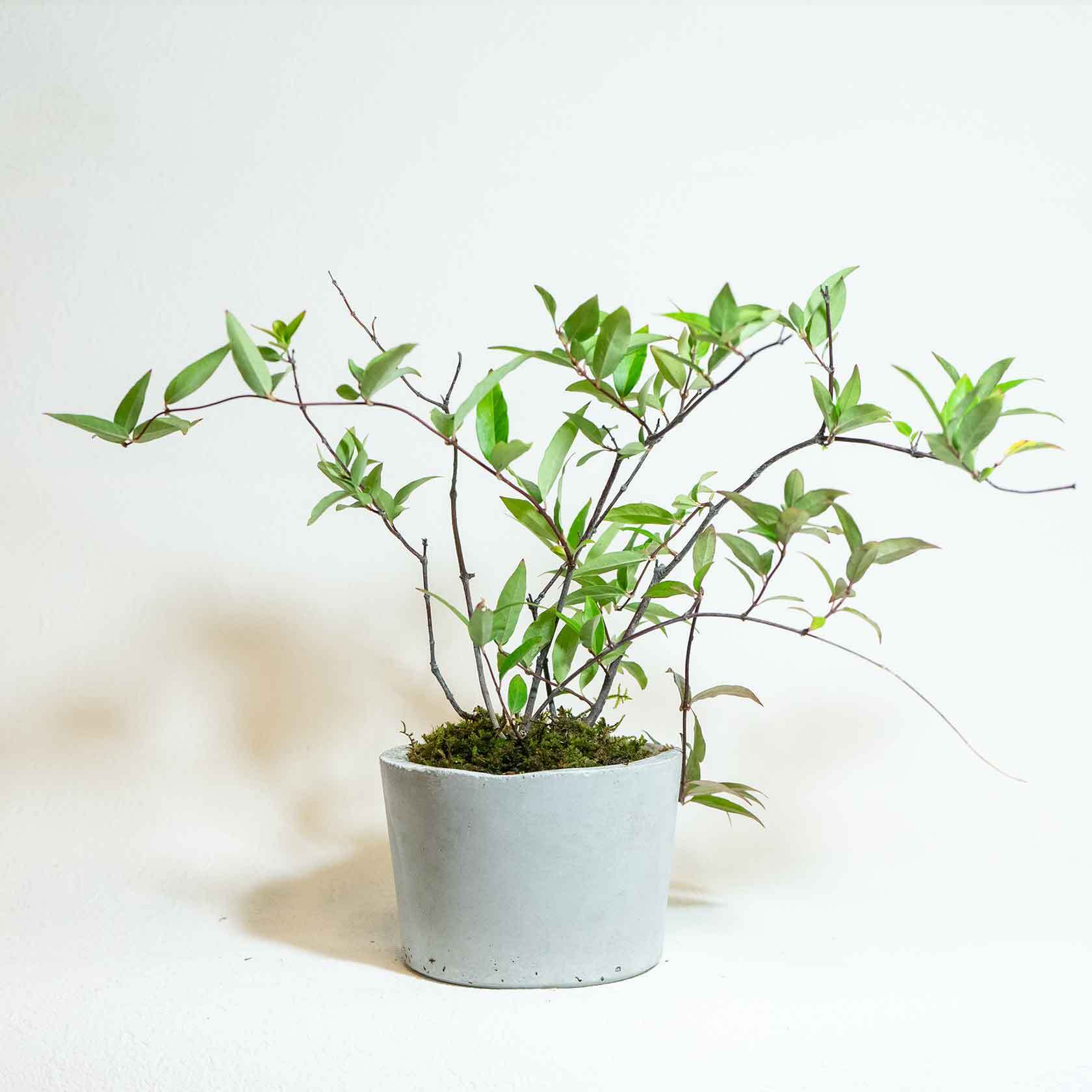 ベランダで育てる観葉植物 カロライナジャスミン 苔の鉢植え ザラっとした風合いのモルタル鉢 送料全国一律850円 アトモスフィア 自作の鉢 を使った観葉植物や多肉植物 塊根植物などの通販 ベランダで育てる観葉植物 カロライナジャスミン 苔の鉢植え ザラっとした風合いのモルタル鉢 送料全国一律850円 アトモスフィア 自作の鉢 を使った観葉植物や多肉植物 塊根植物などの通販