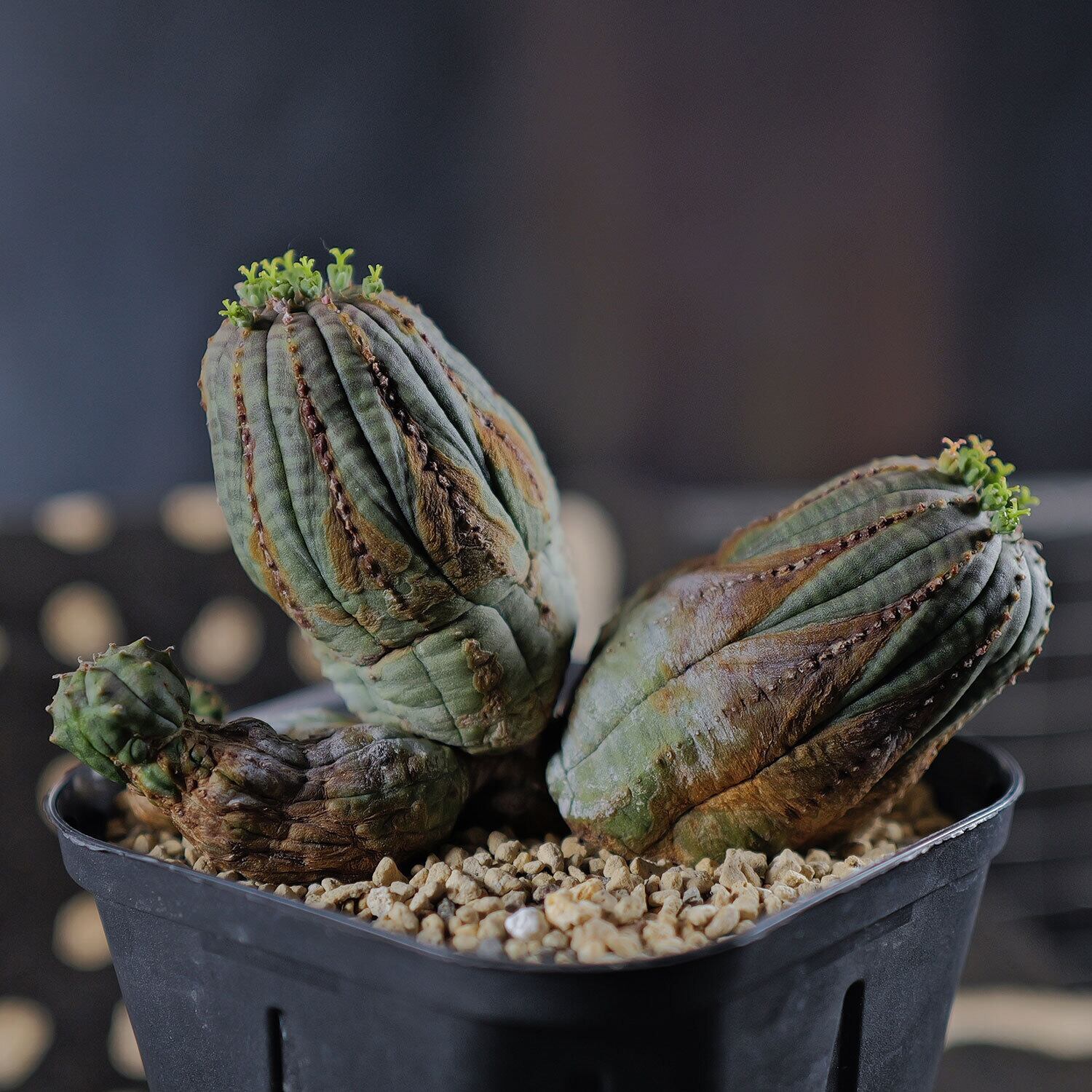 メス株【厳選株】木質化 美模様 四頭 仔吹き綴化 オベサ