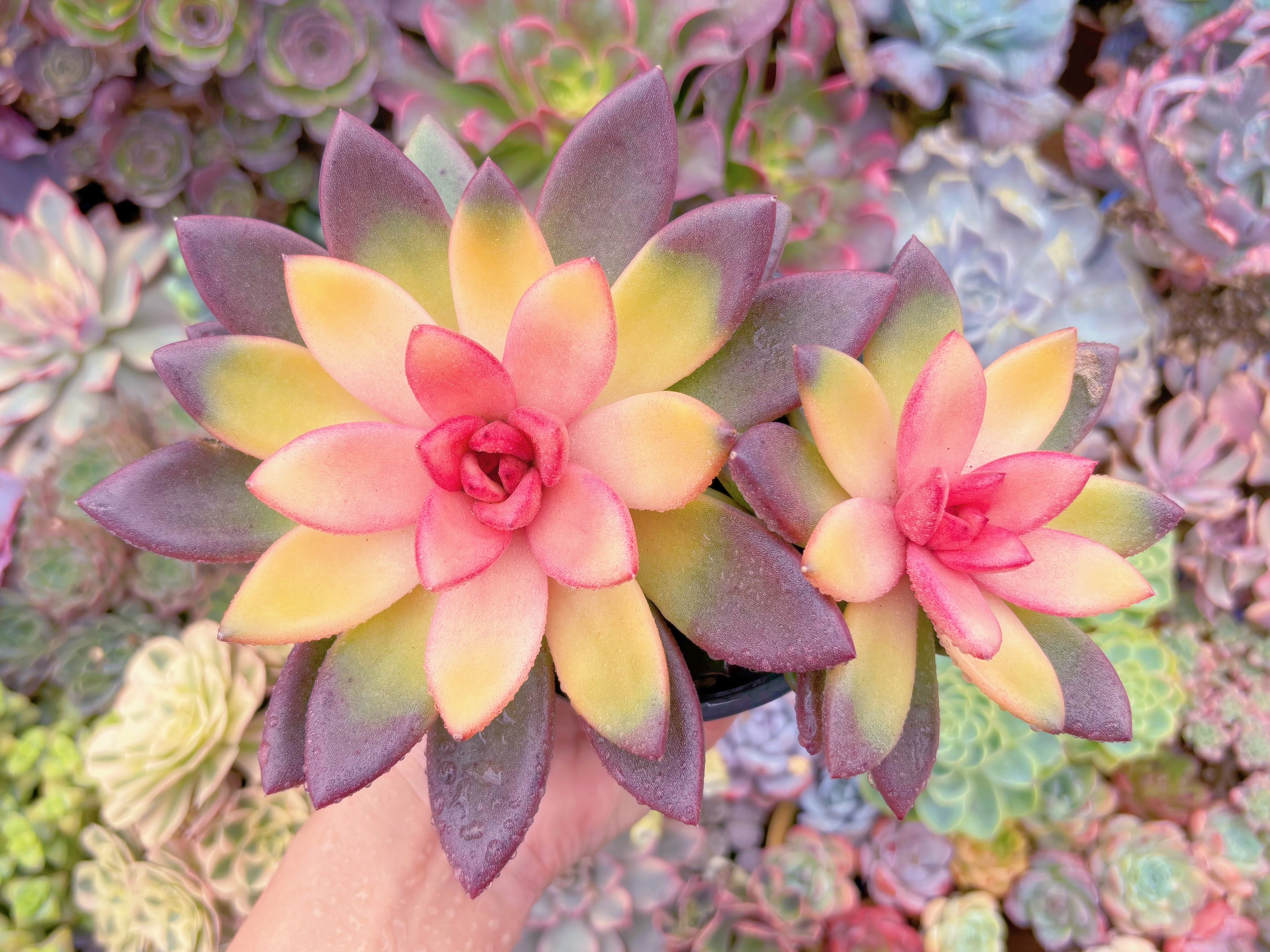 現品　パインローズ錦#C30　大群生　新入荷　るる農園