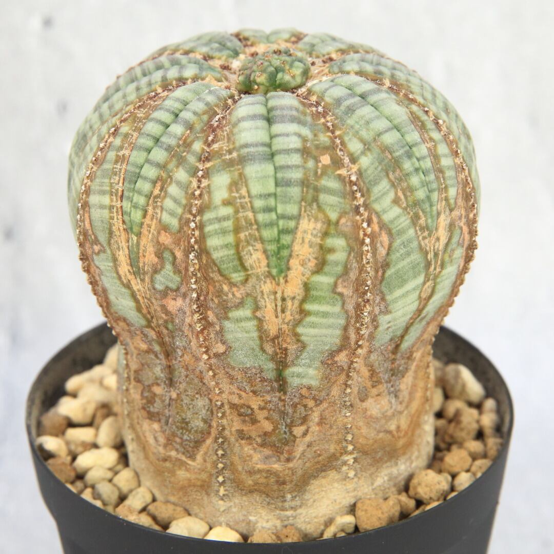 超厳選株 ユーフォルビア モンスト オールドオベサ キノコ ひょうたん 成長点潰れ 木質化 超美模様 Lighthouse Plants 海外実生株のオベサを中心に 輸入植物を扱うプランツ セレクトショップ