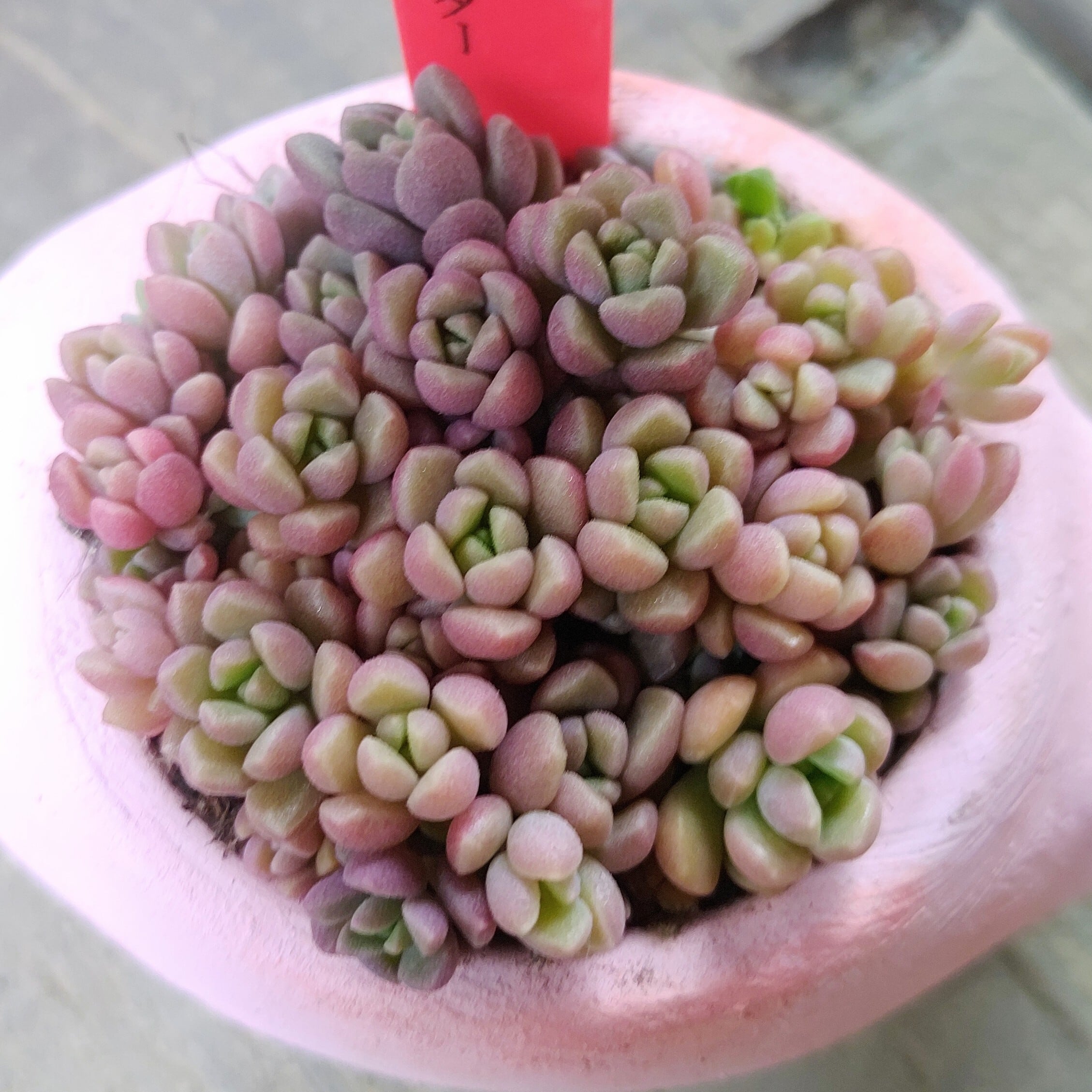 T) レッドレンズ オブツーサ錦 ハオルチア | RuPo 多肉植物専門店