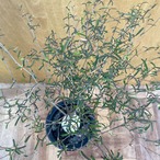Euphorbia hedyotoides【ユーフォルビア・ヘディオトイデス】