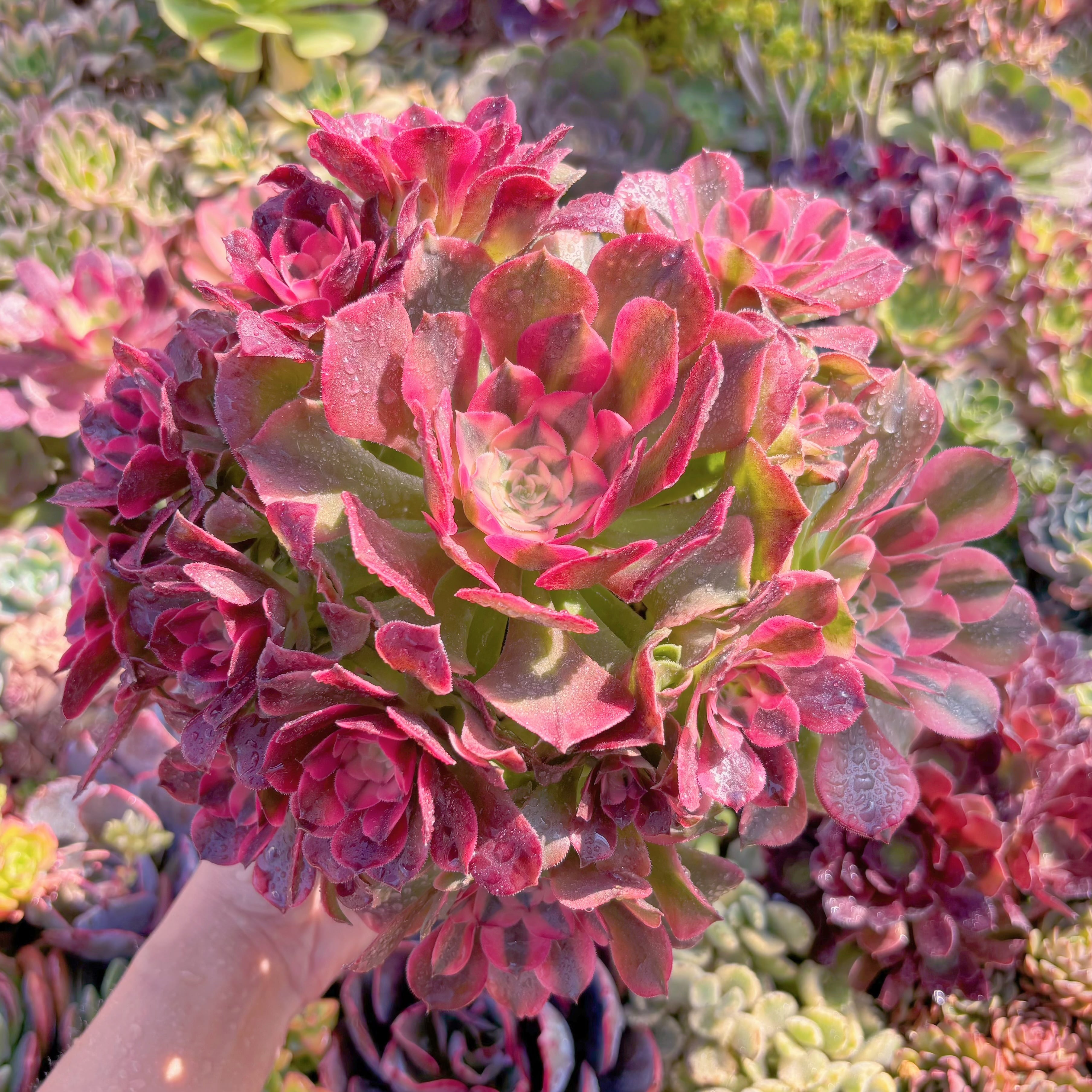 現品　アフラダイティ変異#M128　特大群生　るる農園