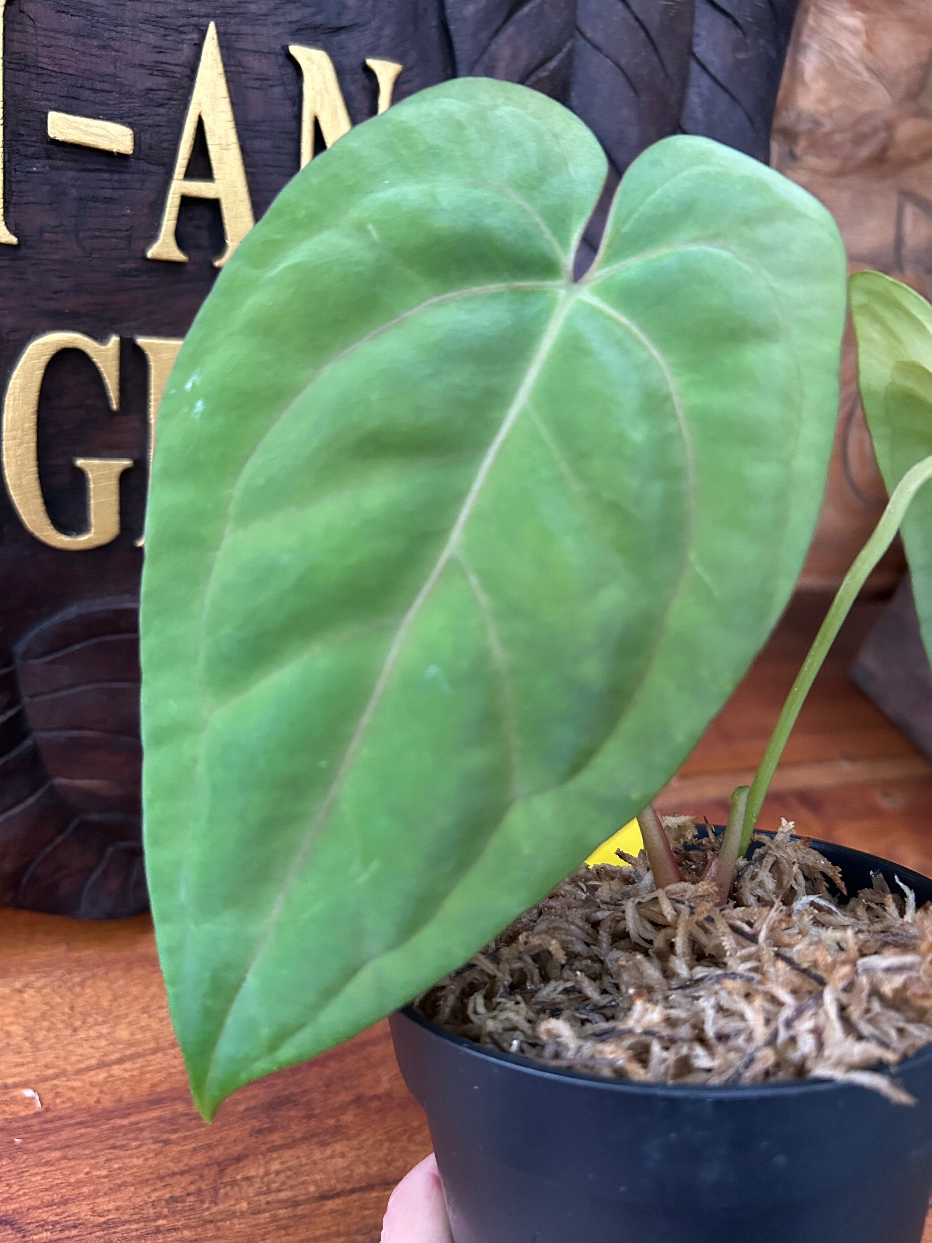 アンスリウム パピリラミナム レッドステム × ワロクアナム大株