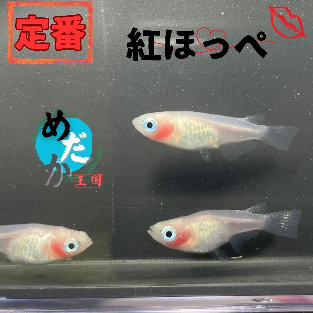メダカ 尚王 入荷しました